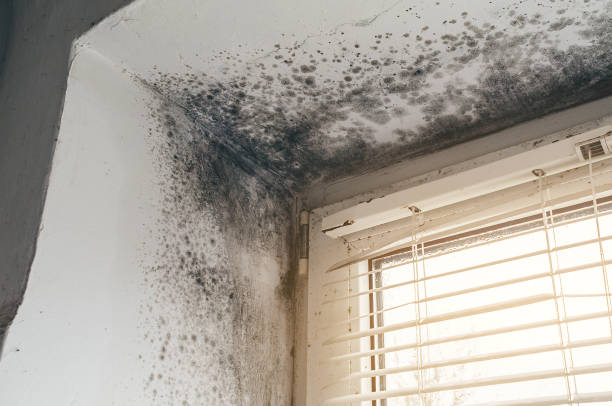 Affordable Mold Cleanup solutions in Spring City, TN